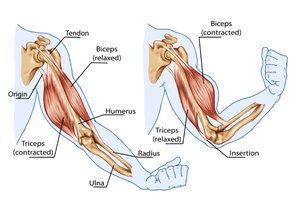 Agonist-antagonist muscle pair: biceps and triceps