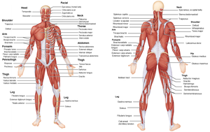 Anterior and posterior views of major muscles of the human body