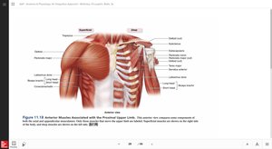 Anterior muscles of the shoulder and upper limb