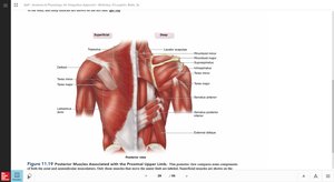 Posterior muscles of the shoulder and upper limb