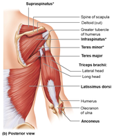 Posterior view of shoulder and elbow muscles