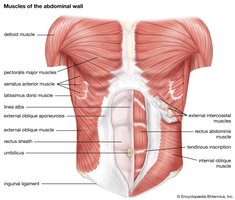 Muscles of the abdominal wall