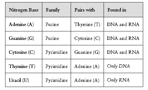 Table of nitrogenous bases, their families, pairing, and presence in DNA/RNA