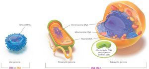 Comparison of viral, prokaryotic, and eukaryotic genomes