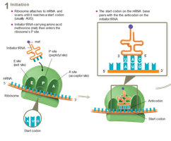 Translation initiation: tRNA and ribosome interaction