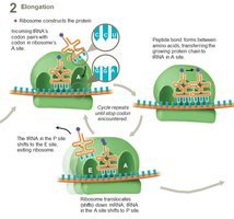 Translation elongation: tRNA movement and peptide bond formation