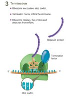 Translation termination: release of polypeptide