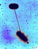 Bacterial conjugation: sex pili transfer