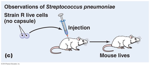 Griffith's experiment: injection of nonencapsulated bacteria