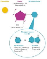 Structure of a nucleotide and nitrogenous bases