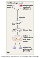 Griffith's experiment: transformation and mouse death