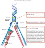 DNA replication fork and key enzymes