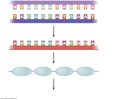 Central dogma: DNA to RNA to protein