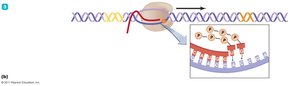 Transcription: RNA synthesis from DNA template