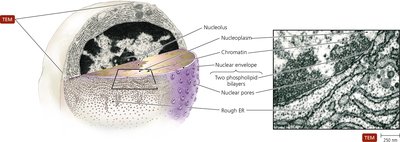 Structure of the nucleus and rough ER