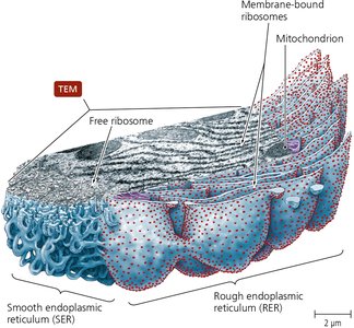 TEM of rough and smooth ER with ribosomes