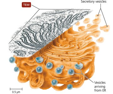 TEM of Golgi apparatus with vesicles