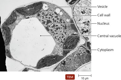 Diagram of endocytosis and exocytosis in a eukaryotic cell