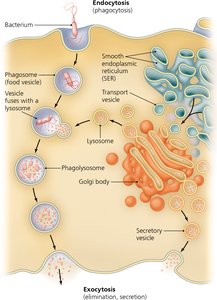 TEM of plant cell with central vacuole