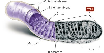 Structure of mitochondrion with labeled membranes and matrix