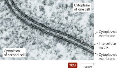 TEM of eukaryotic cytoplasmic membrane