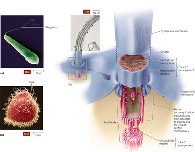 Structure of eukaryotic flagella and cilia