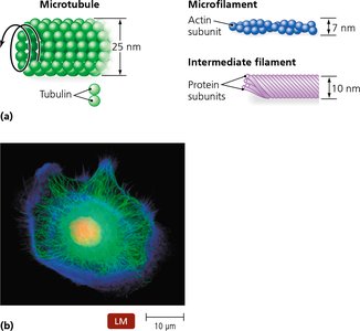 Diagram of microtubules, microfilaments, and intermediate filaments