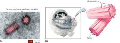 TEM of centrosome and centrioles