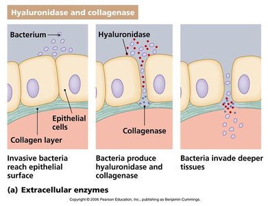 Hyaluronidase and collagenase action