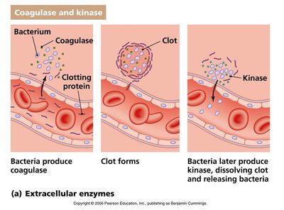 Coagulase and kinase action