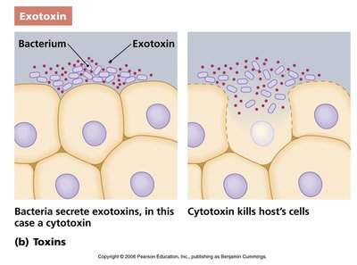 Exotoxin action: cytotoxin killing host cells