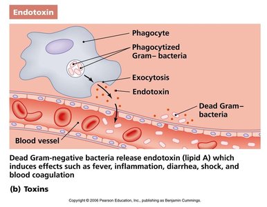 Endotoxin release from Gram-negative bacteria