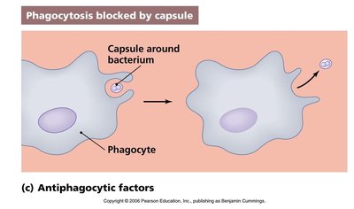 Capsule blocking phagocytosis