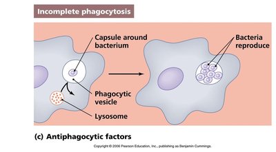 Incomplete phagocytosis: bacteria survive in phagocyte