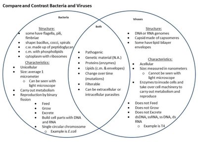 Venn diagram comparing bacteria and viruses