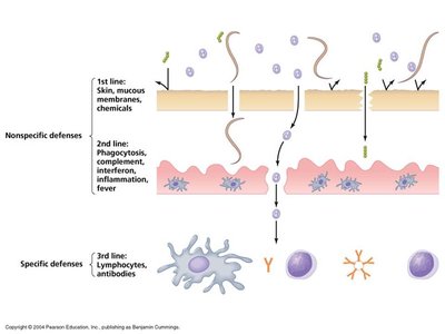 Three lines of defense: nonspecific and specific immunity