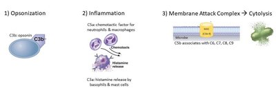 Pyrogens and fever induction