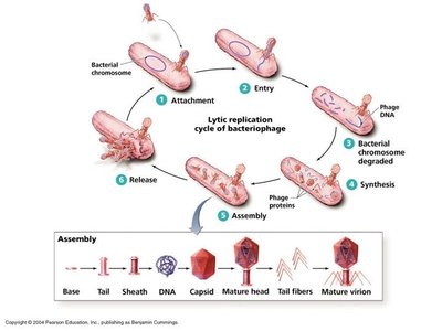 Lytic replication cycle of bacteriophage