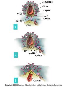 HIV replication: attachment, entry, uncoating