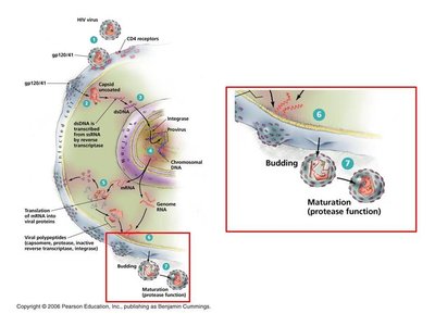 HIV replication: latency, synthesis, budding, maturation