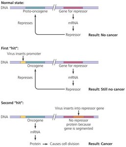 Oncogene theory: viral insertion and cancer development
