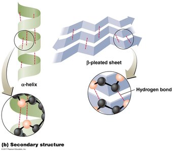 Protein secondary structure: alpha-helix and beta-pleated sheet