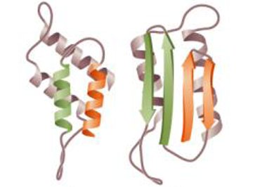 Prion protein structure: normal vs. prion form
