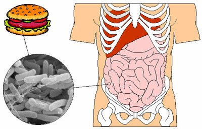 Types of microorganisms