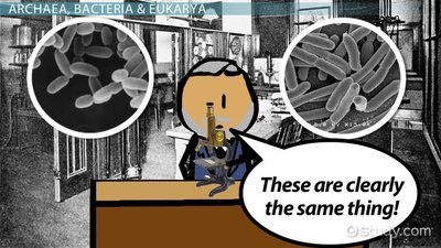 Fungi sporangia under SEM