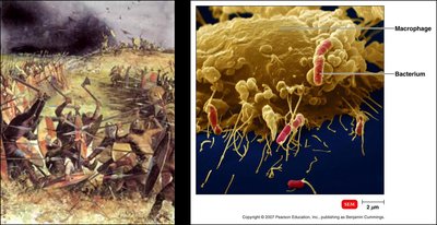 Battlefield analogy and macrophage-bacterium interaction