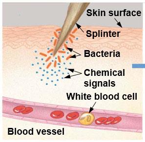 Initial response to injury with chemical signals