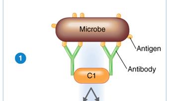 Classical pathway: C1 binding to antigen-antibody complex