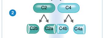 Classical pathway: C2 and C4 cleavage