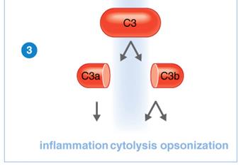Classical pathway: C3 cleavage and outcomes
